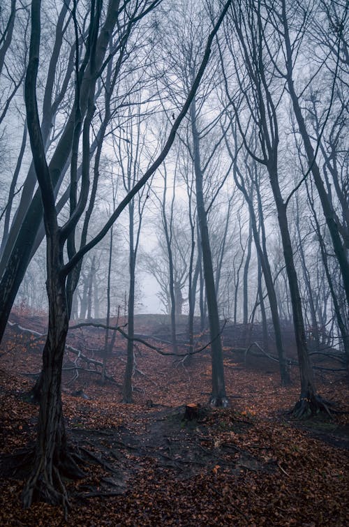 Autumn Forest under Fog