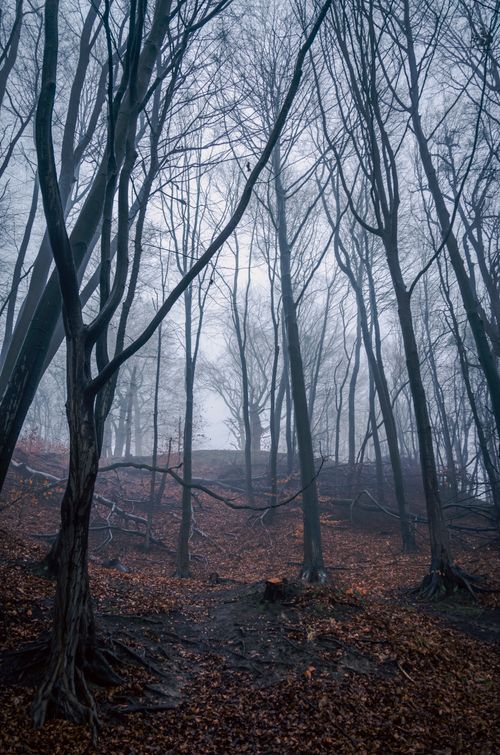 Free Foggy forest landscape with bare trees and fallen leaves, evoking a mysterious autumnal atmosphere. Stock Photo