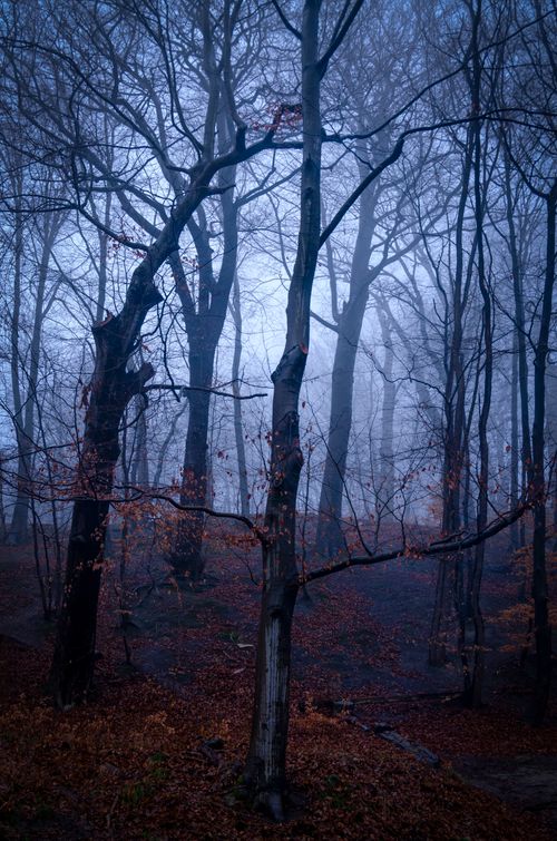 Free A serene misty forest in autumn in Lviv, showcasing bare trees and fallen leaves. Stock Photo