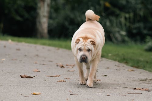 A Dog Walking Outdoors