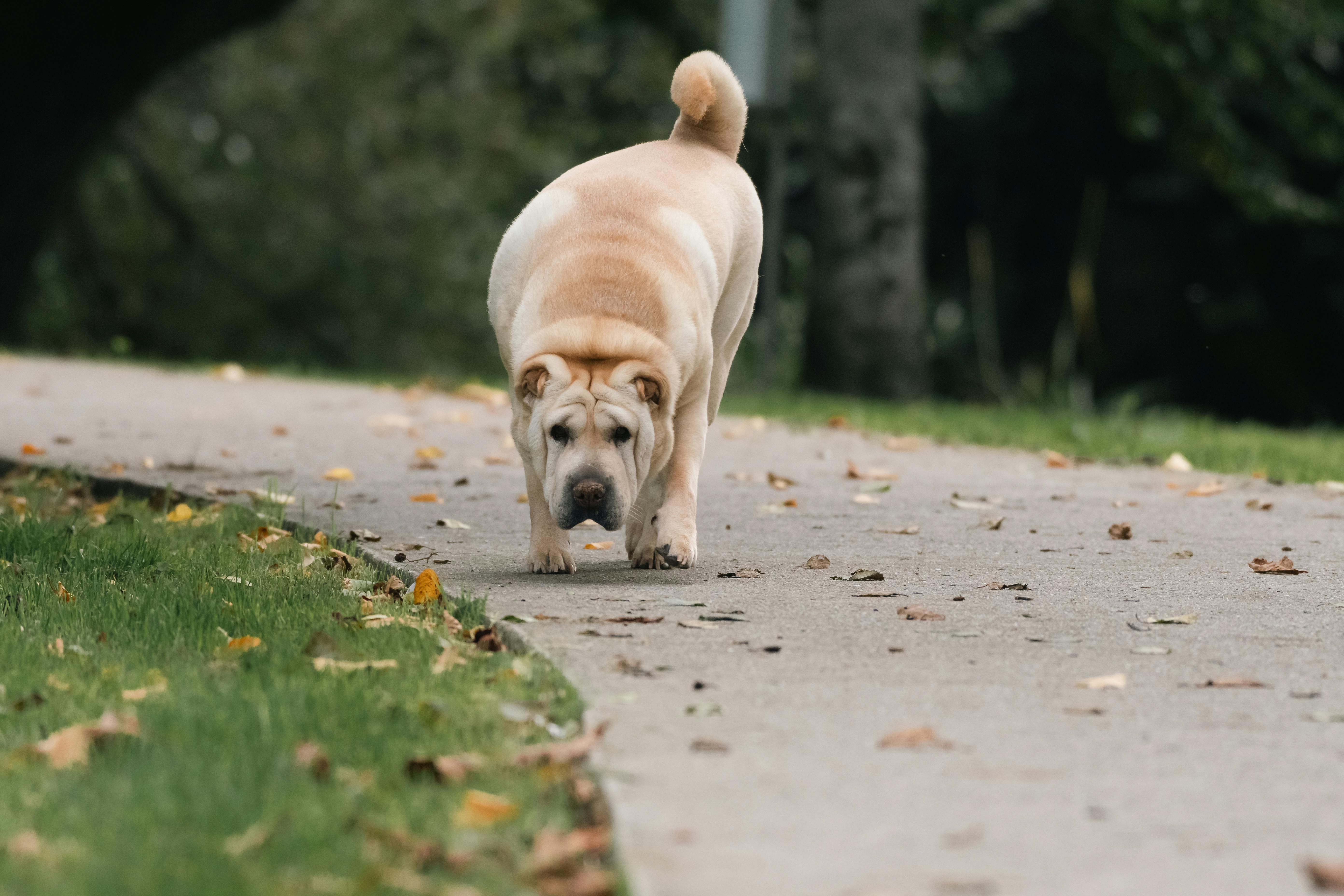 A Shar Pei Dog Walking in a Park in Autumn