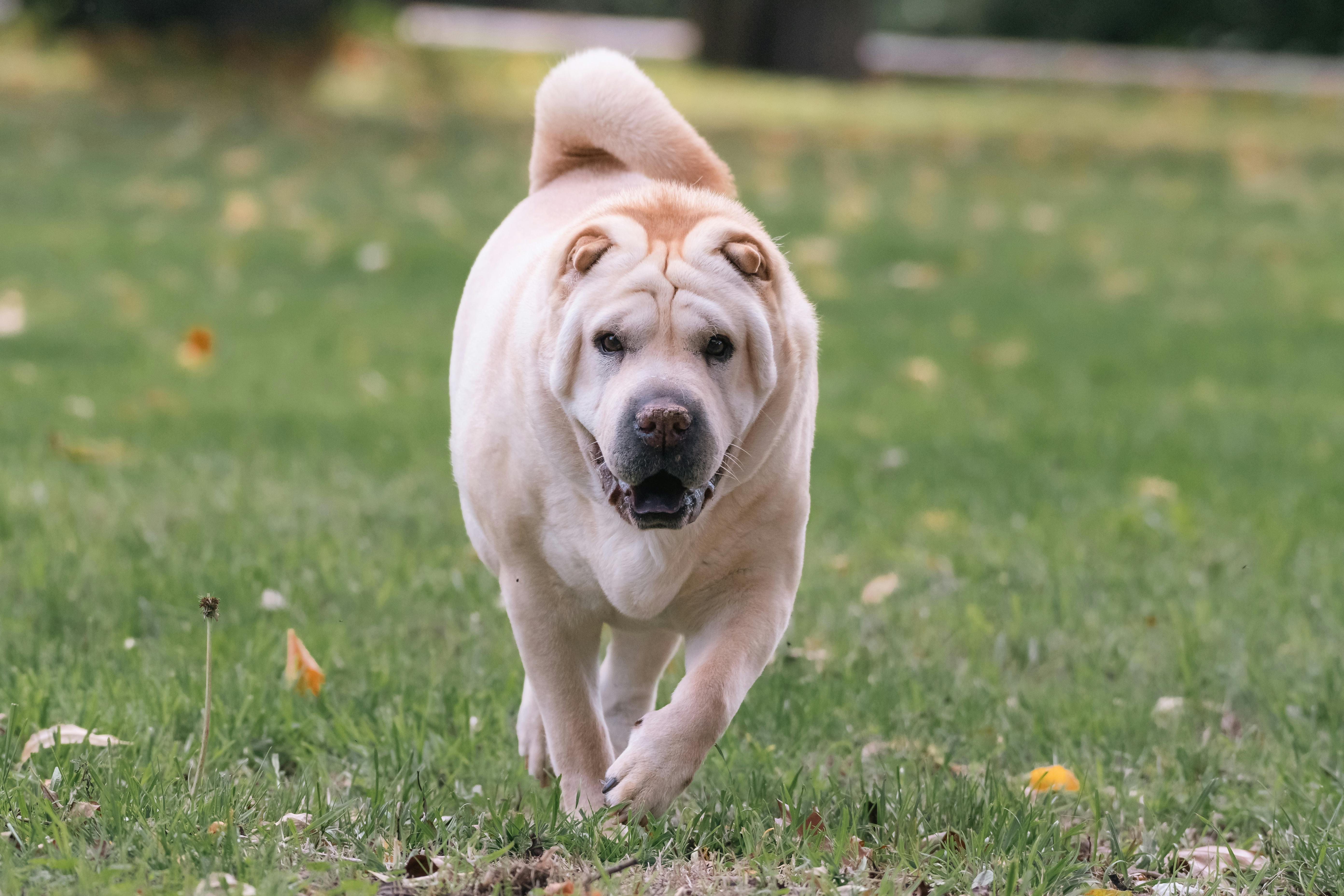 Dog Running on Lawn