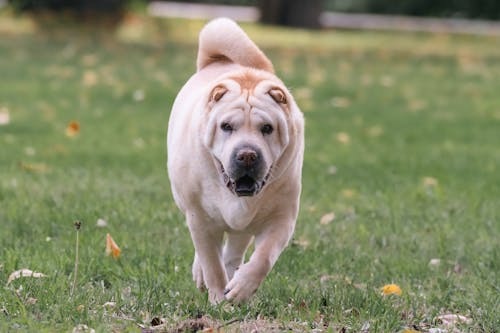 Gratis arkivbilde med dyrefotografering, gress, hund