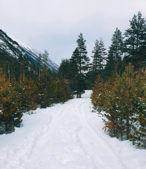 Trees around Road in Snow