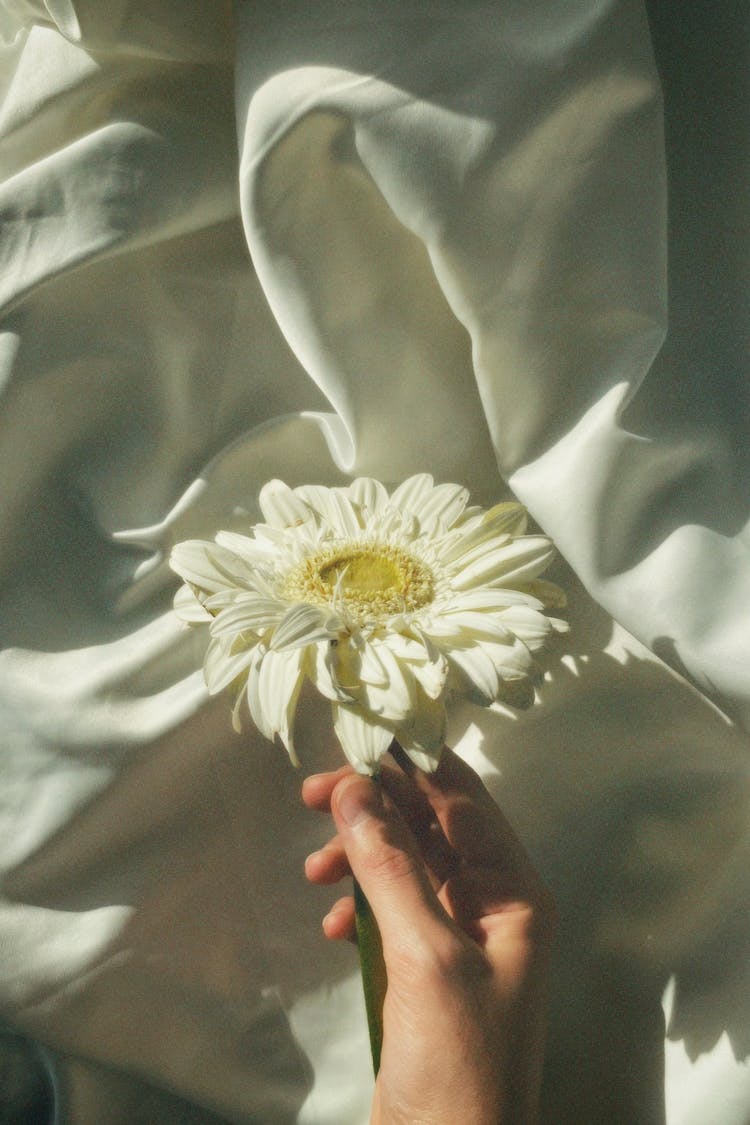 Hand With Gerbera Flower Against Bedding