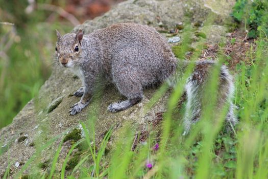 A grey squirrel sitting on a moss-covered rock surrounded by wild grass in nature.