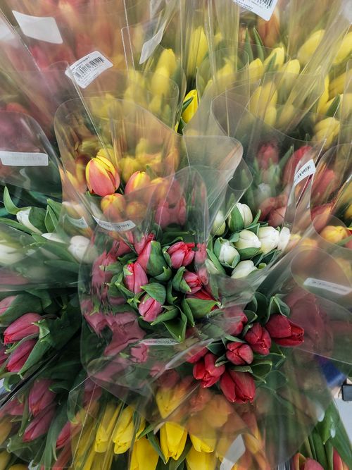 Free stock photo of beautiful flowers, flowers, fringed tulips Stock Photo