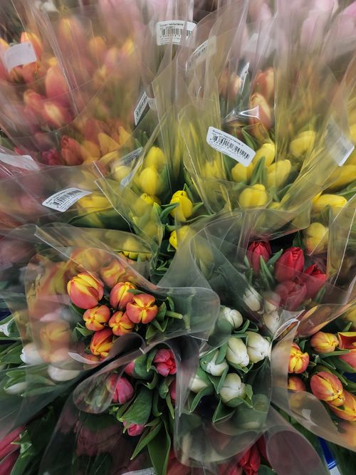 Free stock photo of flower, flowers, fringed tulips Stock Photo