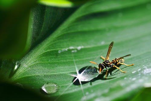 Free Paper Wasp Beside Dew Drop on Plant Leaf Stock Photo