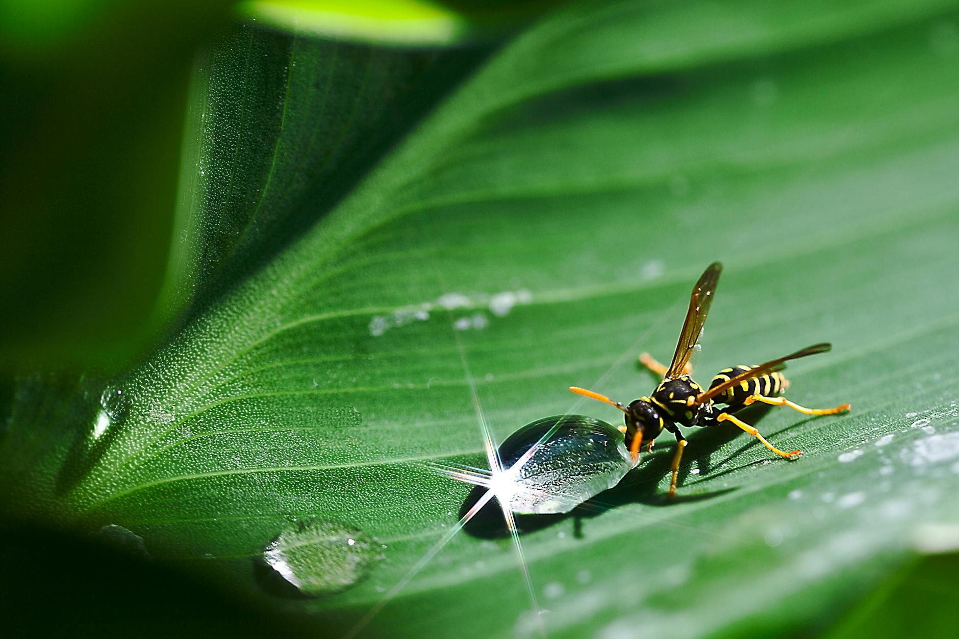 Paper wasp beside dew drop on plant leaf