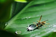 这张生动的宏观镜头捕捉到了树叶上的黄蜂，露珠在自然光下闪闪发光