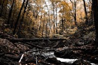 秋季的森林风景优美，流淌的溪流、金黄的落叶和倒下的原木，共同营造出一片宁静的自然环境