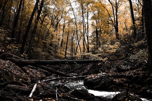 秋季的森林风景优美，流淌的溪流、金黄的落叶和倒下的原木，共同营造出一片宁静的自然环境
