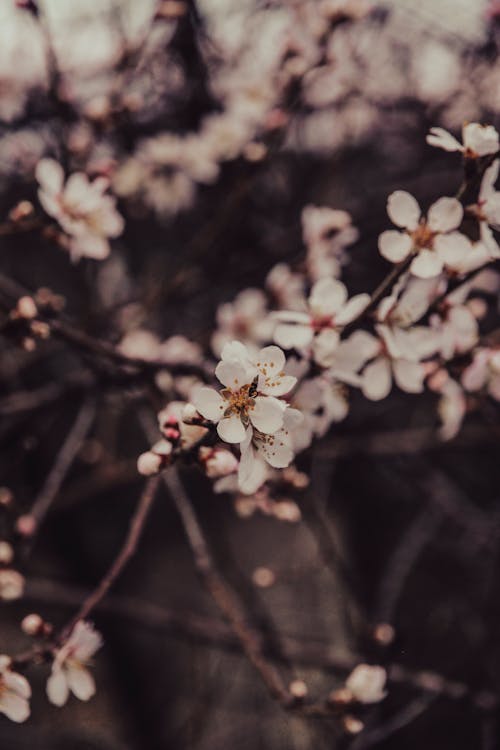 가지, 꽃, 꽃이 만개한의 무료 스톡 사진
