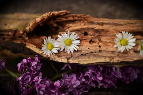 Flor De Pétalas Brancas Em Troncos Marrons