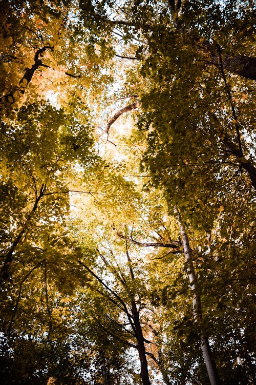 Worm's Eye View of Forest