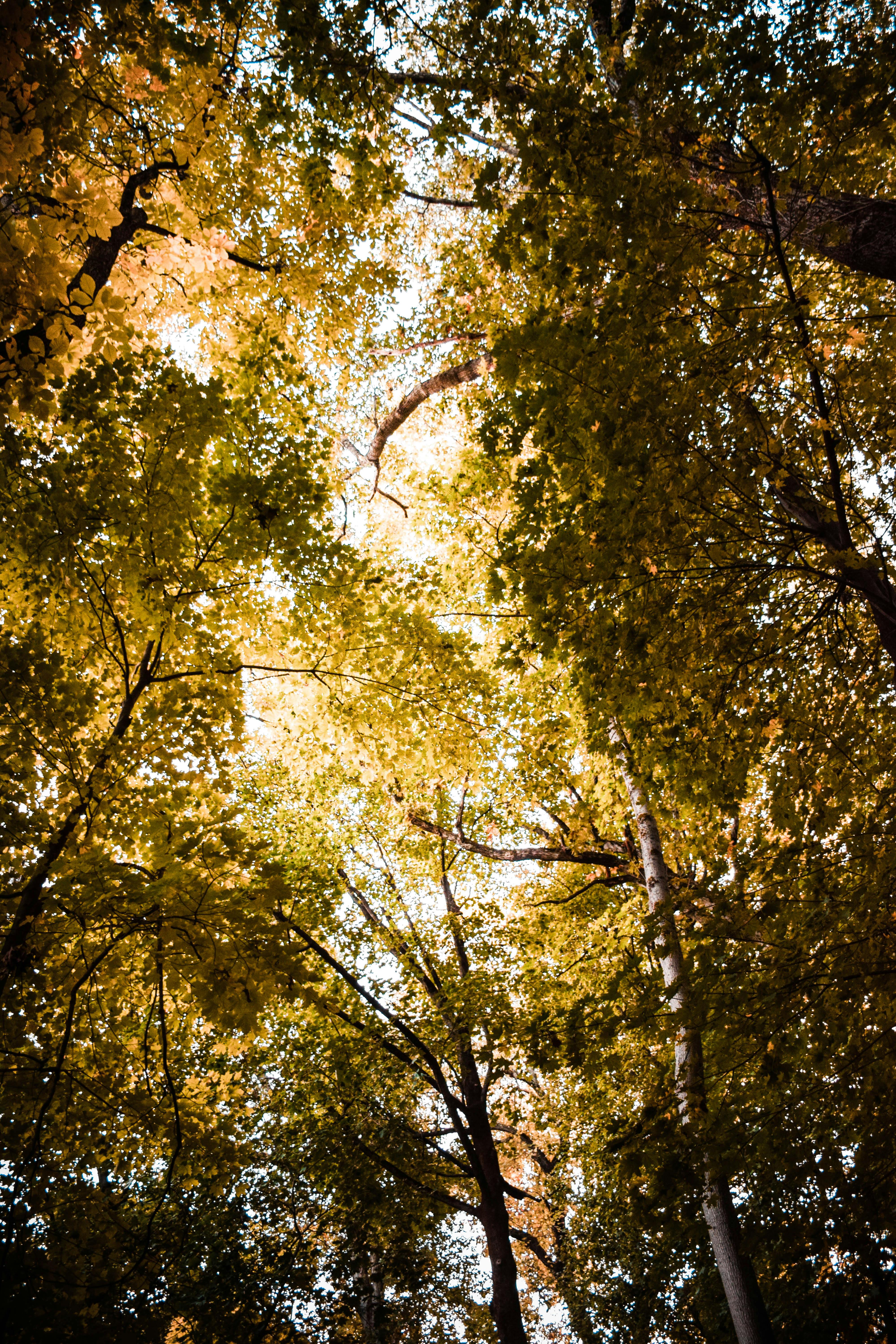 Low Angle Shot Of Trees . Free Stock Photo