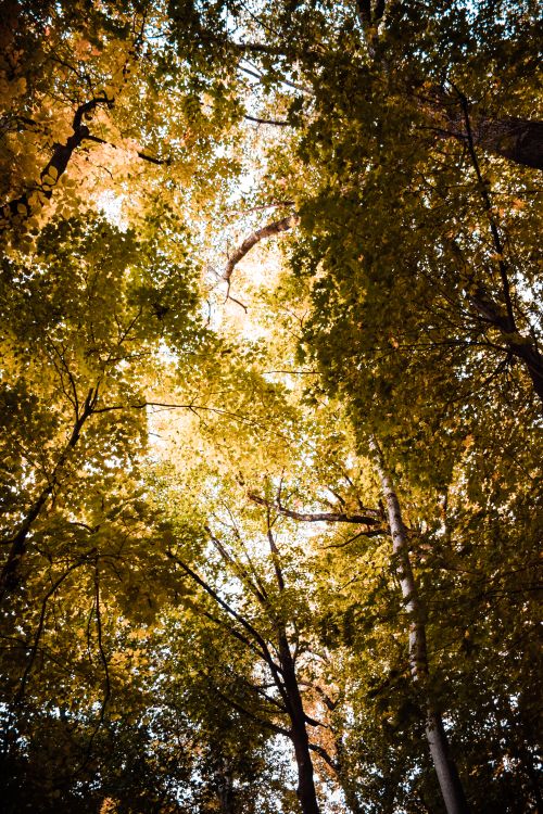 Free Worm's eye view of vibrant autumn leaves and tall trees in a serene forest setting. Stock Photo