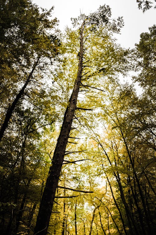 бесплатная Низкоугловая фотография дерева с зелеными листьями Стоковое фото