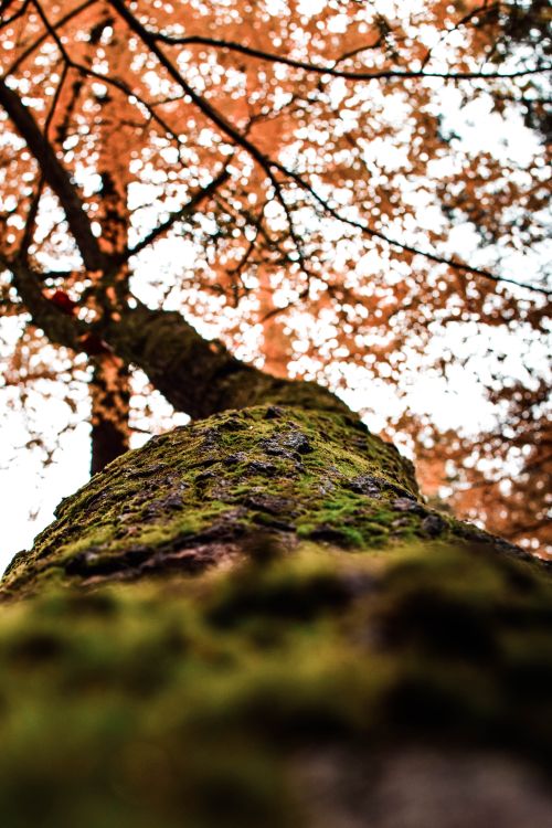 Free Low angle view of a moss-covered tree trunk with autumn leaves in the background. Stock Photo