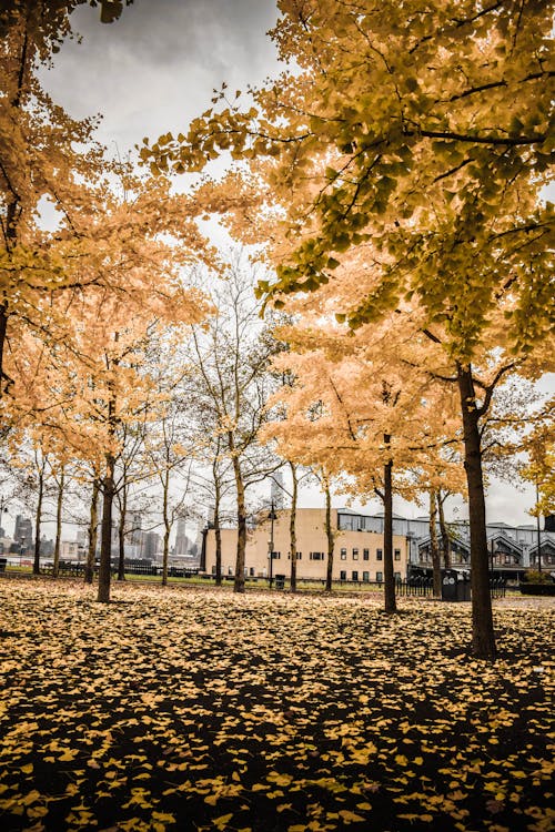 Foto De árboles Durante El Otoño