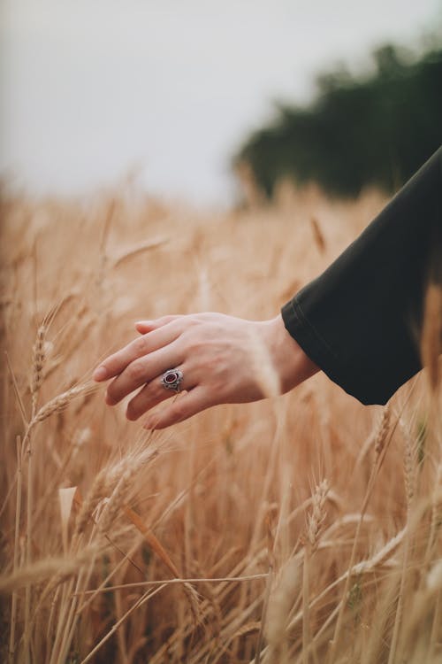 Hand Touching Cereal Growing in Field