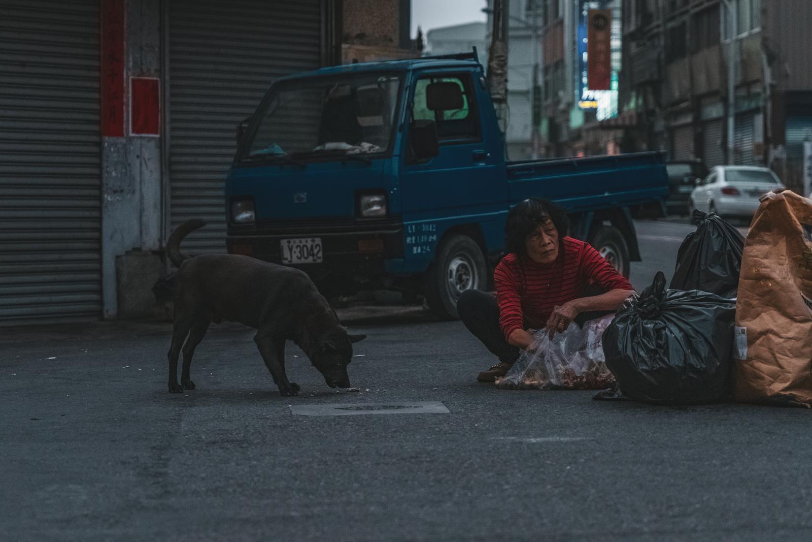 Dog Bags Photos, Download The BEST Free Dog Bags Stock Photos & HD Images