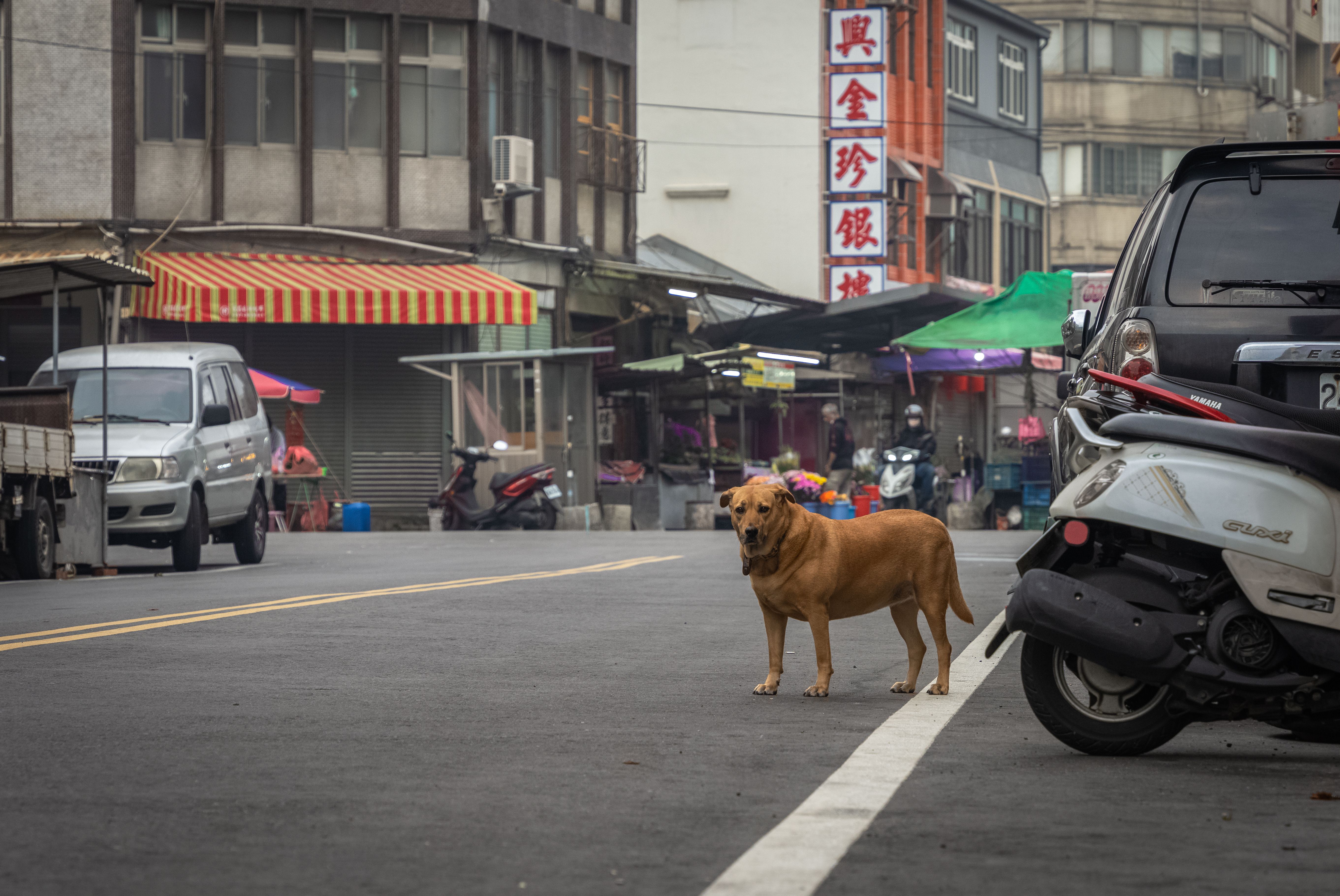Chien de Taïwan - Santé du Chien de Taïwan et prévention vétérinaire