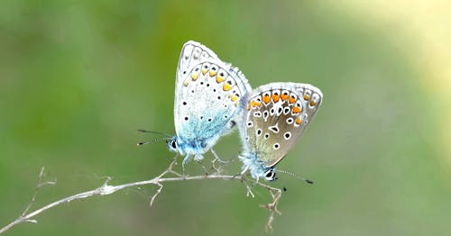 Free 2 Butterfly on Plant Steam Stock Photo