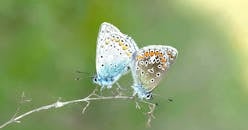 一个宏观特写镜头中，两只蝴蝶栖息在树枝上，生动展现了它们鲜艳的色彩与精美的图案