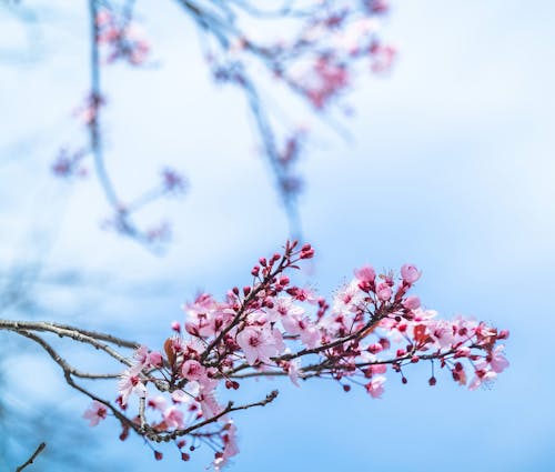 Close up of Cherry Blossoms