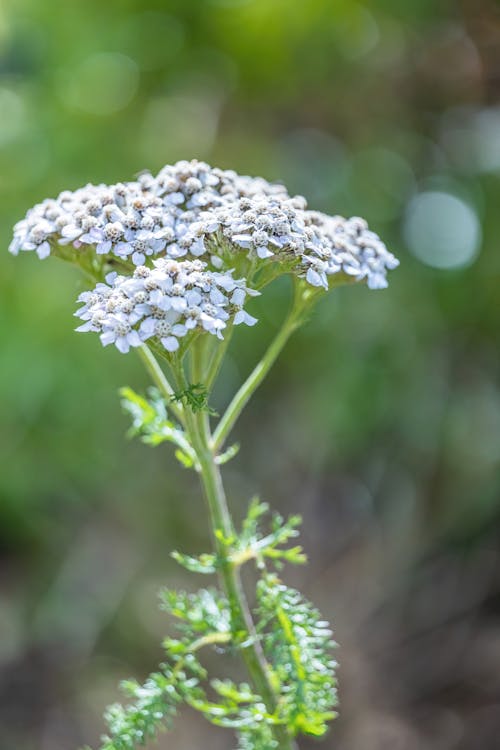 Foto d'estoc gratuïta de bokeh, enfocament selectiu, flor