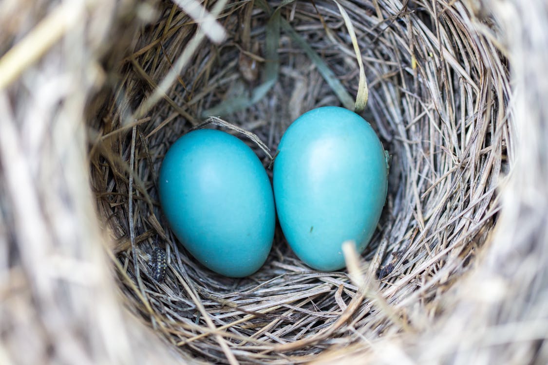 Free Selective Focus Photography2 Blue Egg on Nest Stock Photo