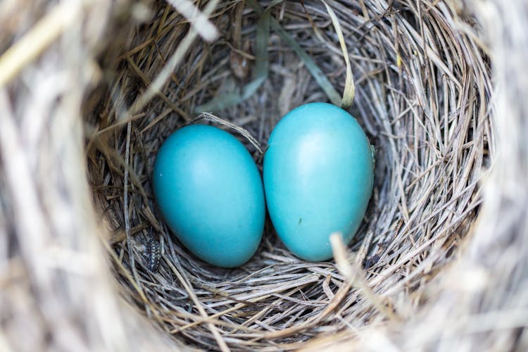 Selective Focus Photography2 Blue Egg On Nest