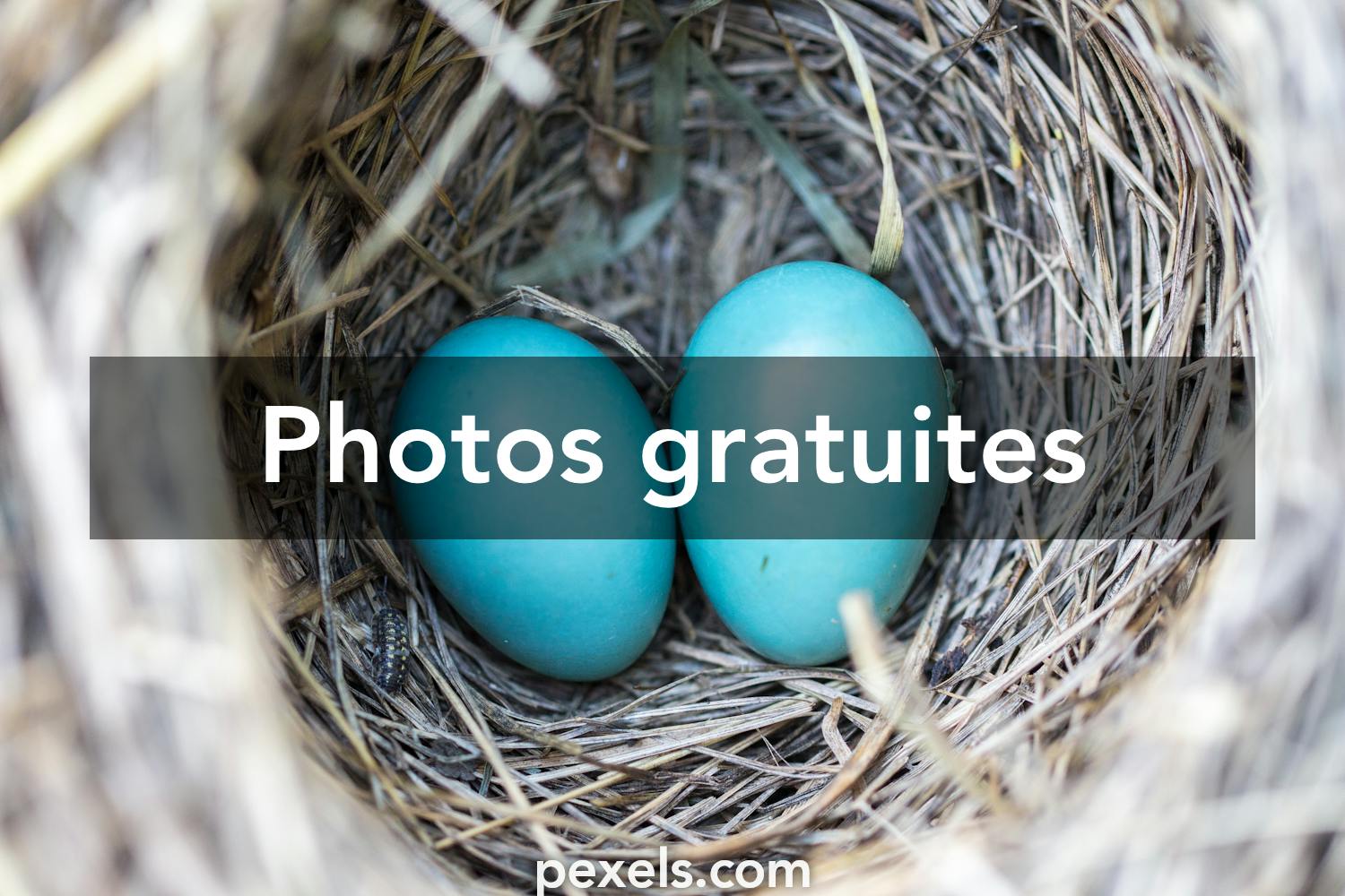 Oiseau nid : 466 963 images, photos de stock, objets 3D et images