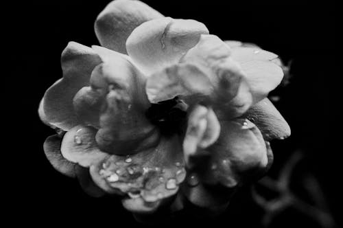 Základová fotografie zdarma na téma černé pozadí, černobílý, dešťové kapky