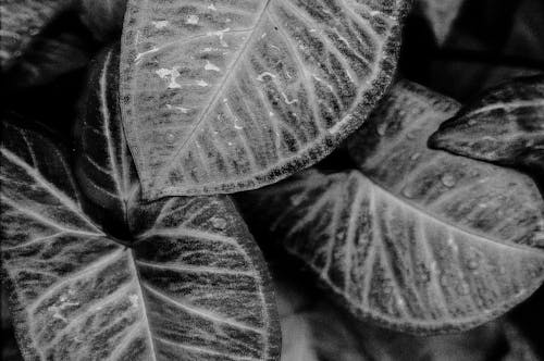 Black and White Close-up of Leaves 