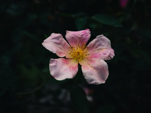 Foto profissional grátis de cor-de-rosa, estames, fechar-se