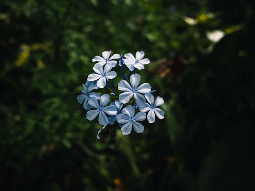 Бесплатное стоковое фото с plumbago auriculata, завод, крупный план