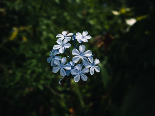 Free Beautiful blue Plumbago auriculata flowers captured in natural light, showcasing delicate petals and lush greenery background. Stock Photo