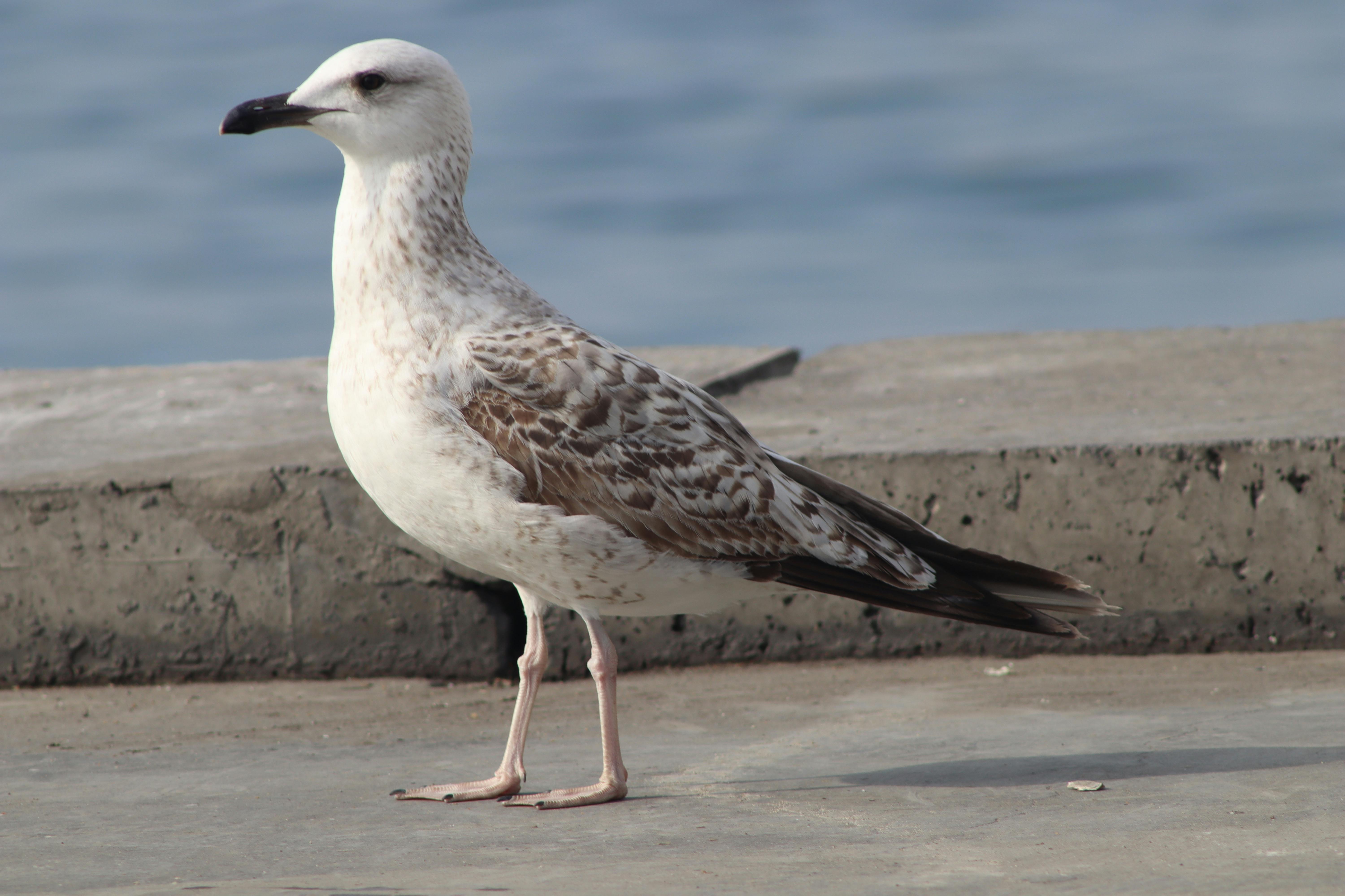 Traditional couple photography Anpara Sonbhadra