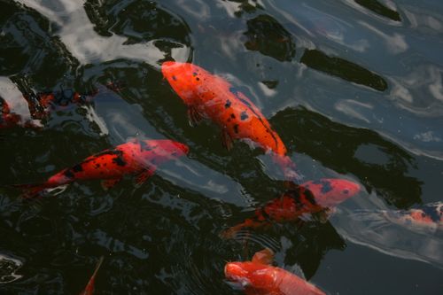 Free Bright orange koi fish swimming peacefully in a pond in Leiria, Portugal. Stock Photo