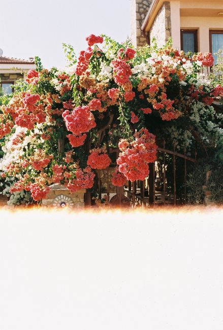 Vibrant bougainvillea blossoms cascade over a fence in Datça's summer sun.