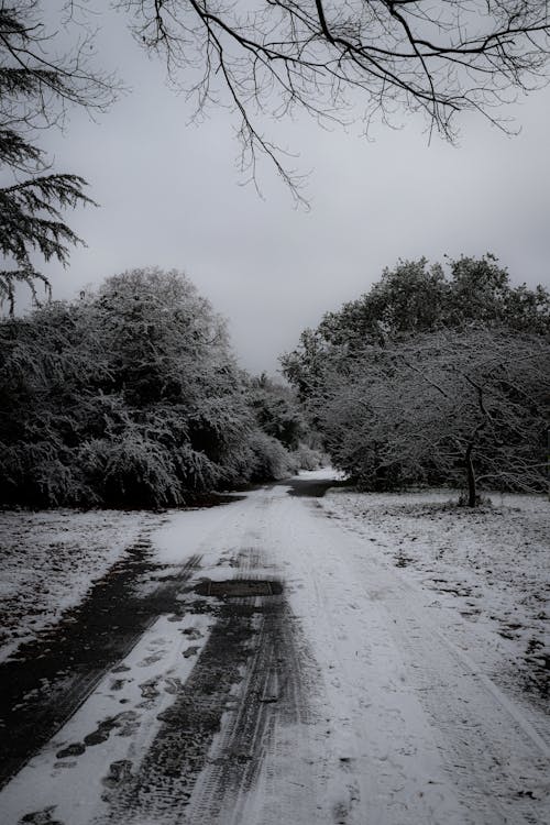Black and White Photo of a Road between Trees in Winter 