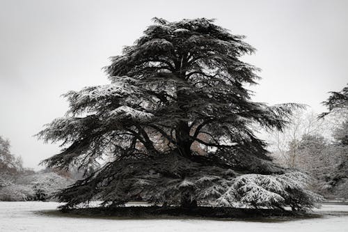 Foto d'estoc gratuïta de arbres, blanc i negre, branques