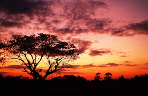 Безкоштовне стокове фото на тему «hd шпалери, дерево, Захід сонця» стокове фото
