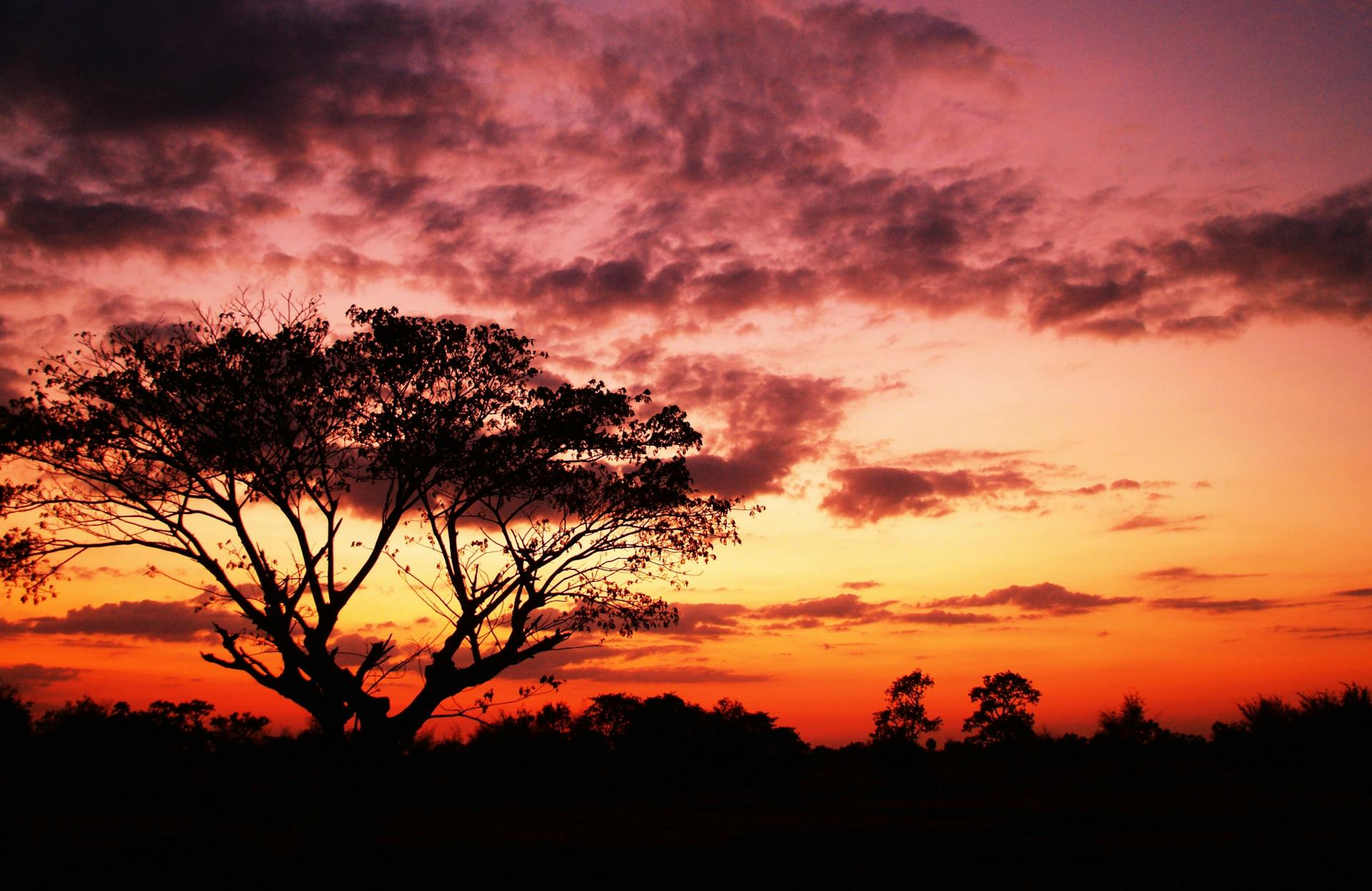 A majestic tree silhouetted against a dramatic sunset sky creates an enchanting natural scene.