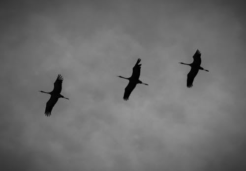 Birds Flying under Clouds in Black and White