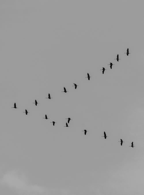 A Flock of Birds against a Cloudy Sky 