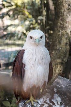 Close-up of a Brahminy Kite perched outdoors in Quezon City, Philippines.
